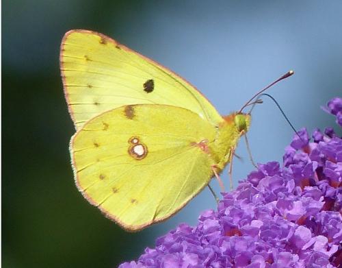 Colias sp.
